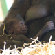 Illustration for article titled A baby gorilla has just been born at the Twycross Zoo in the UK!
